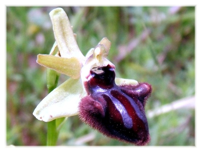 Ophrys sphegodes